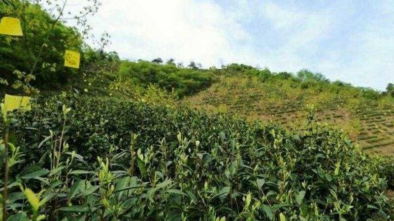 农资批发市场进货流程：揭秘高效采购之道