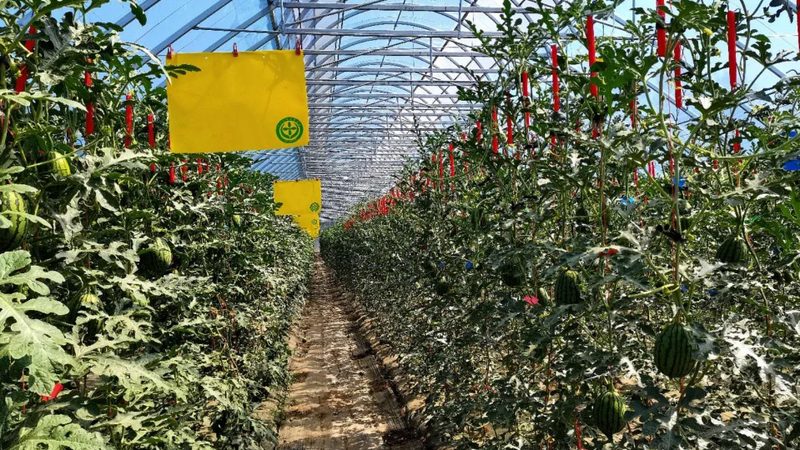 休闲农业观光园规划：从愿景到现实的五个步骤