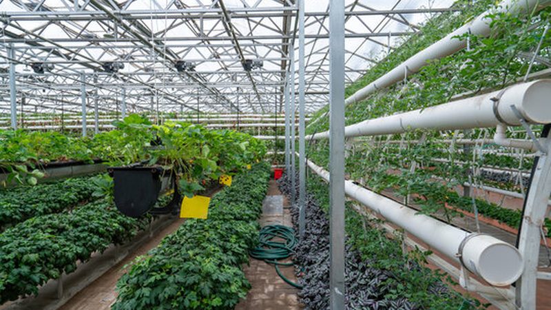 有机蔬菜种植过程中，病虫害防治尤为重要。应采取以下措施：