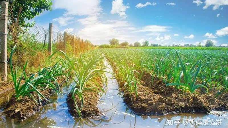 农业生态园规划设计：打造可持续发展的绿色蓝图**