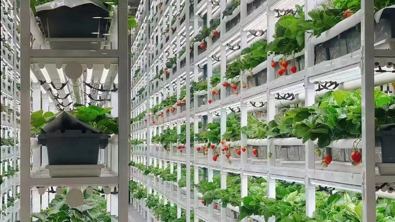 种植成本是影响每亩年收入的重要因素之一。合作社可以通过以下措施降低成本：